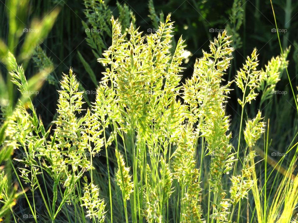 Close-up of a green plant