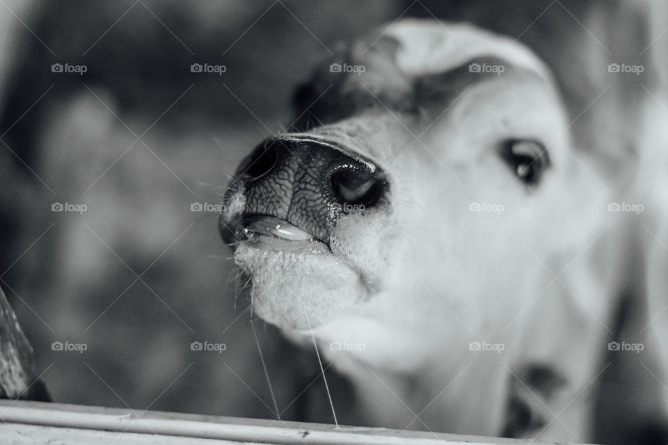 Bezerro in black&white