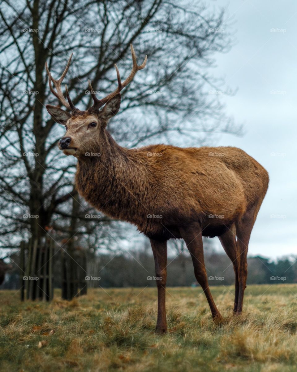 Beautiful brown colour deer
