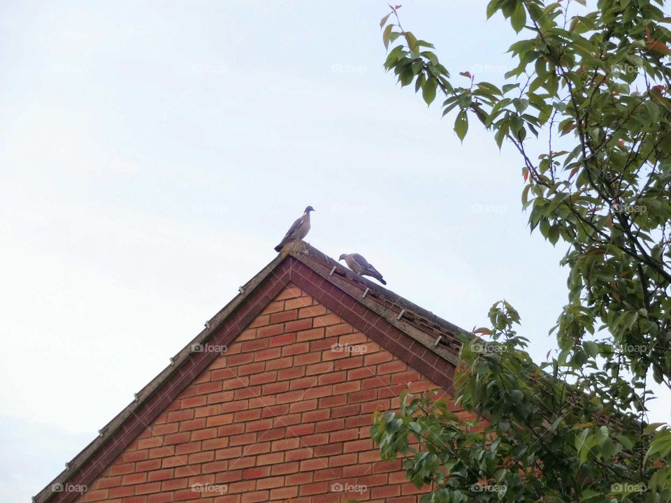 doves on the roof