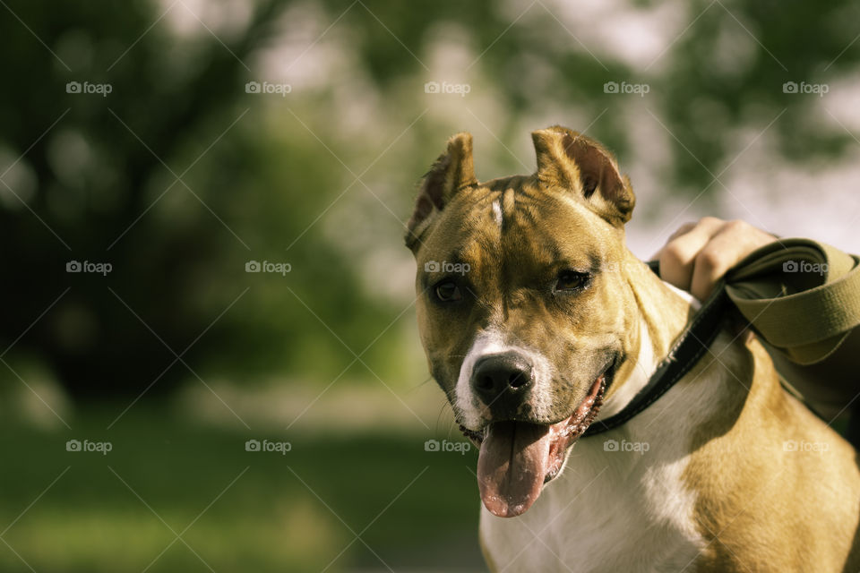 Dog portrait close up.  walking with pet concept
