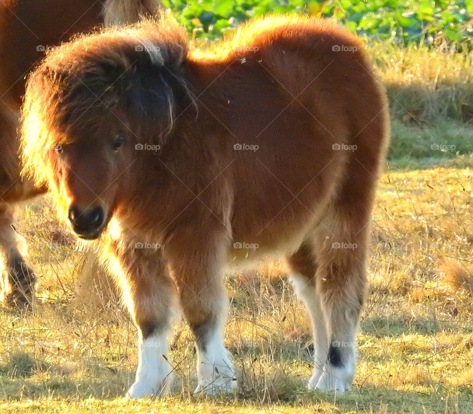 Shetland's pony