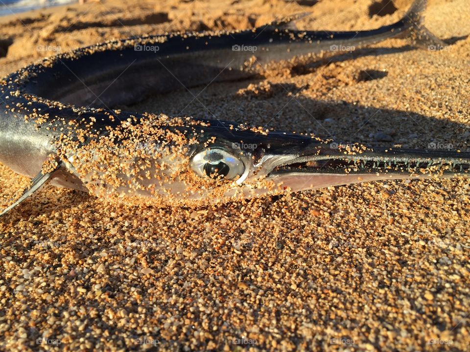 Like a whale, this little guy was beached