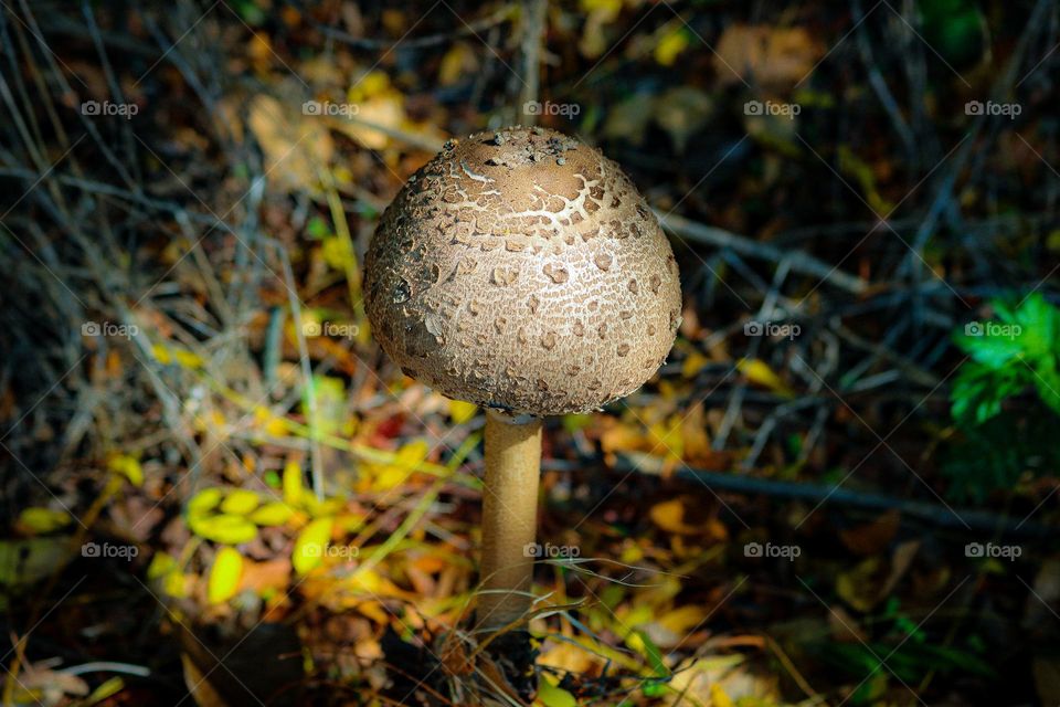 Mushroom in the forest