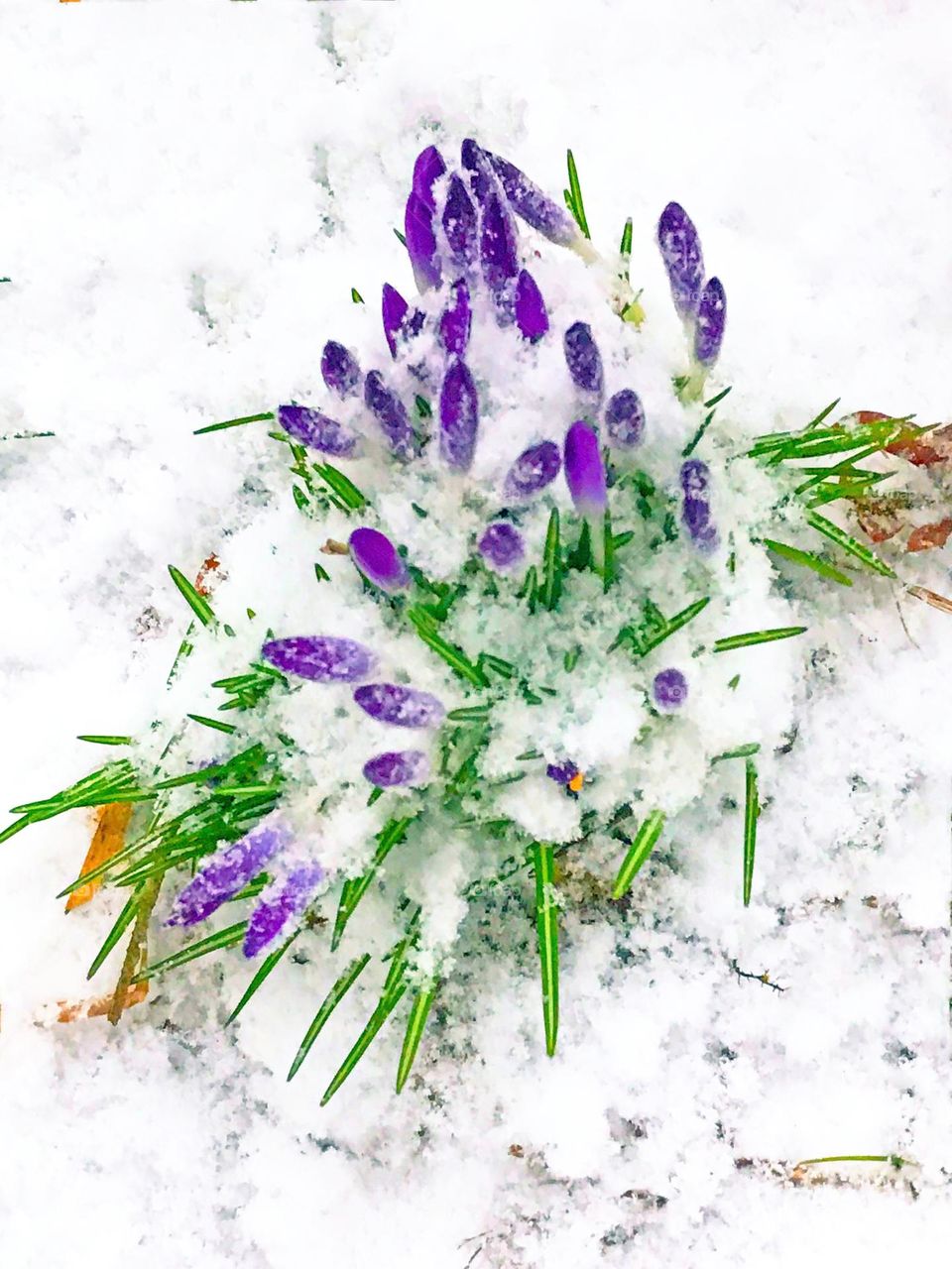 A clump of purple crocuses, or croci, is dug out of an unexpected spring snowfall. Spring prevailed as the snow melted in a couple of days! Happy Spring!