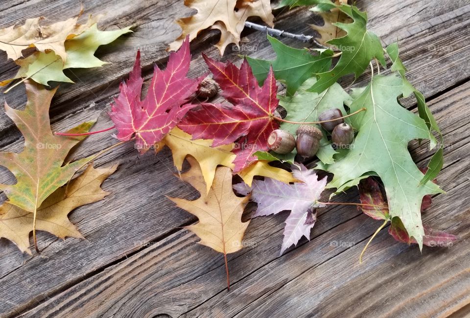 Pile of fall Maple and Oak leaves on the porch.