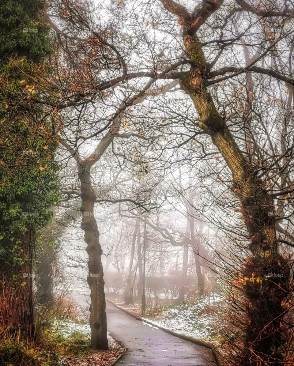 Foggy path