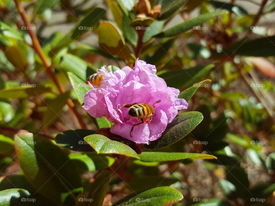 petals