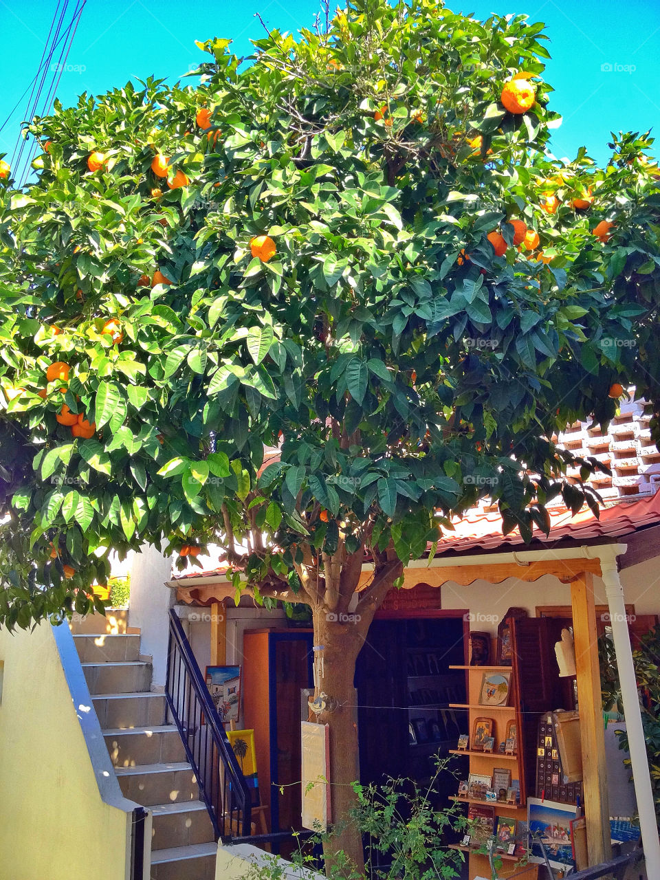 Orangetree in Cyprus