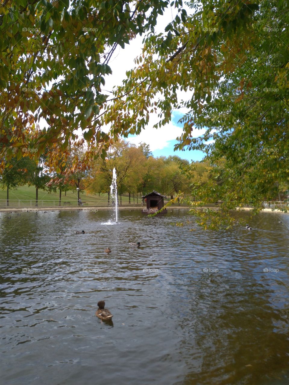 Park pond in autumn