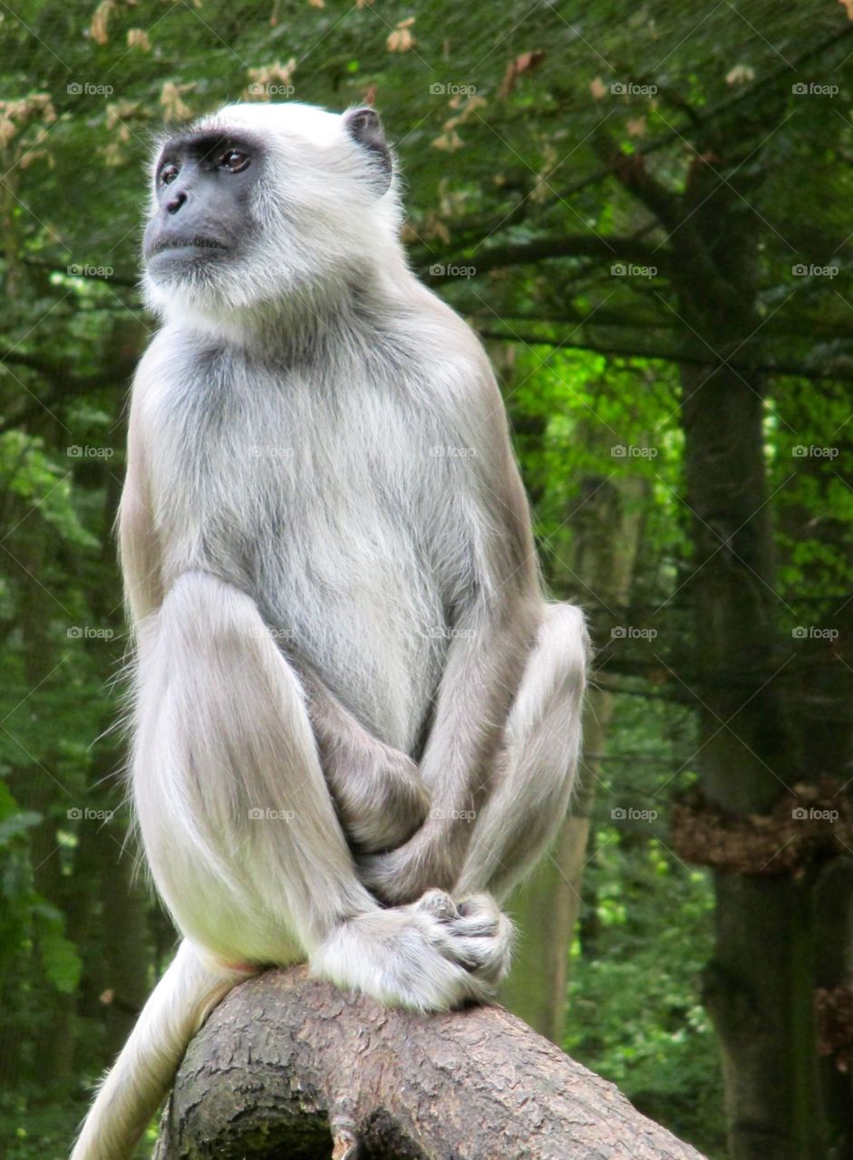 Monkey sitting on branch