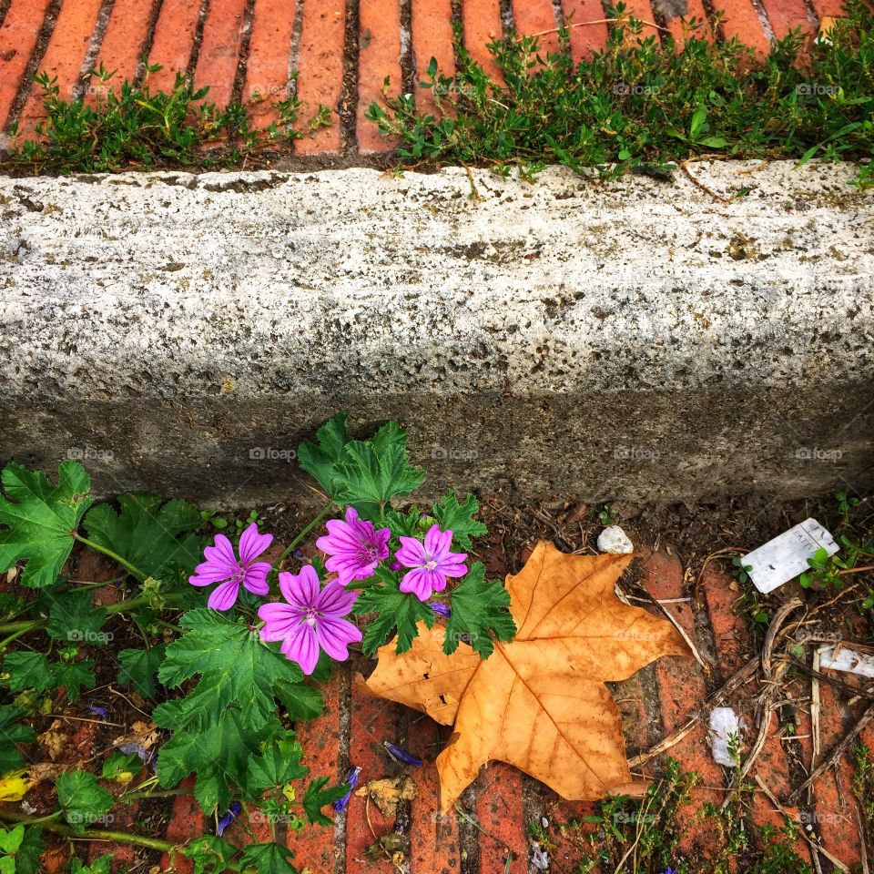 Flowers growing through a crack in a staircase 