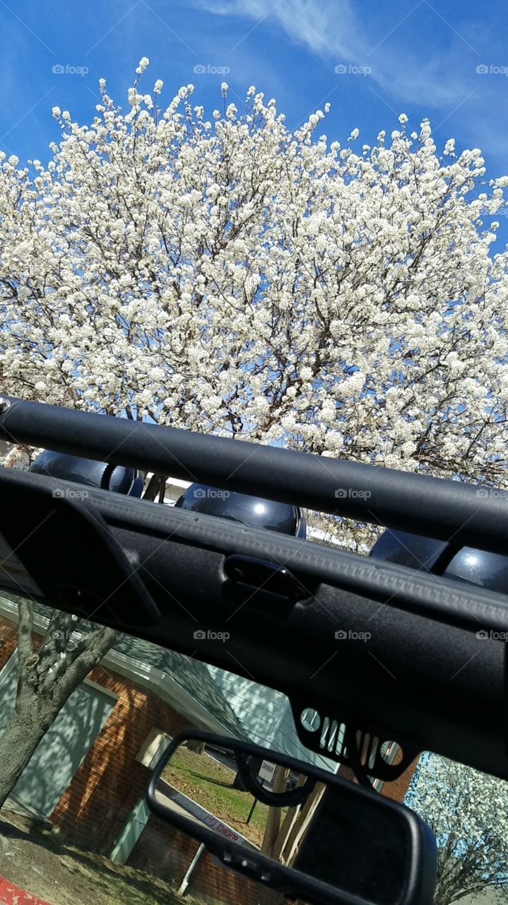 Beautiful view with the top off the Jeep today. Spring is among us folks. The bright blue sky is beaming through the trees!
