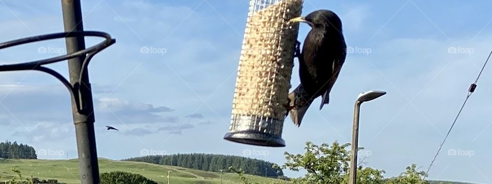 Crow out the window 😎