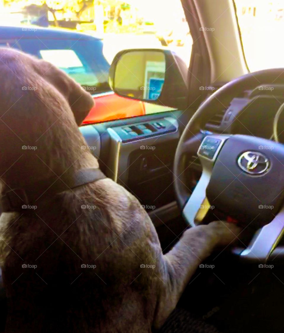 Driving dog