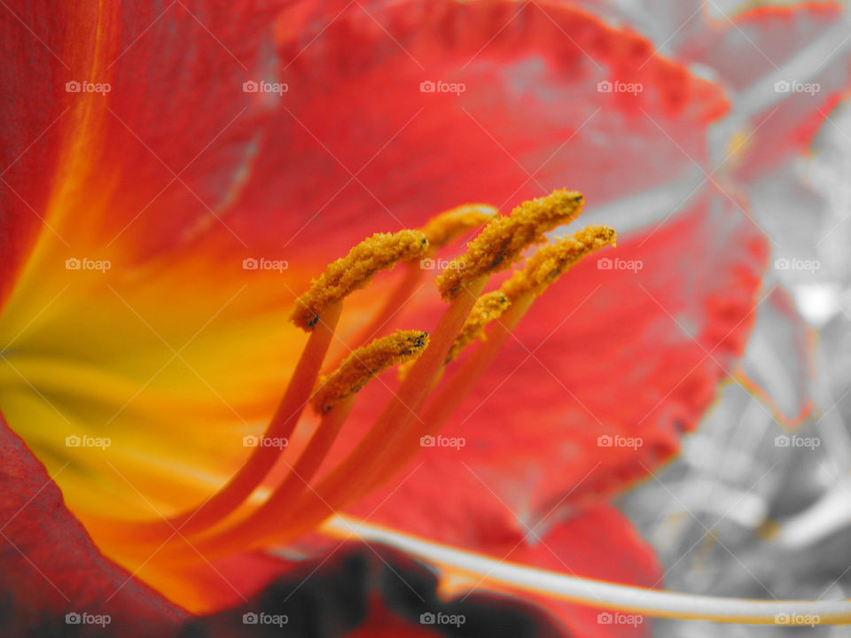 flower macro supper by annas46