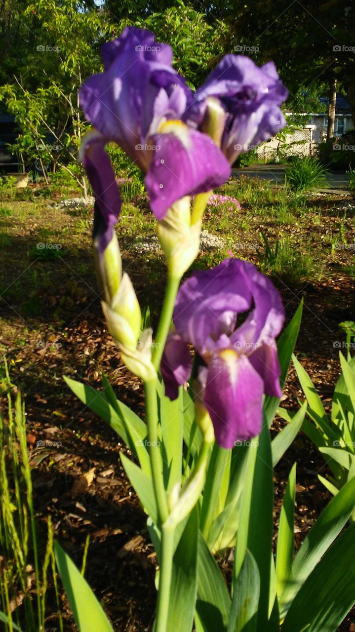 spring. flowers. beauty