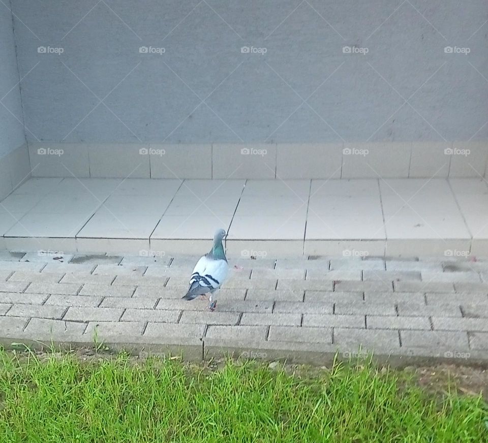 photo series: Wild live