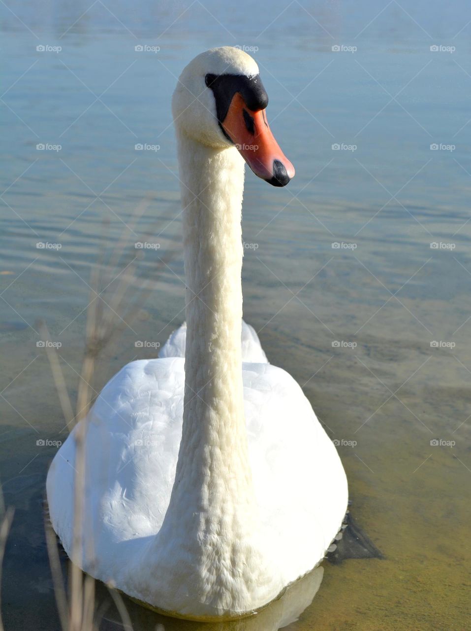 swan