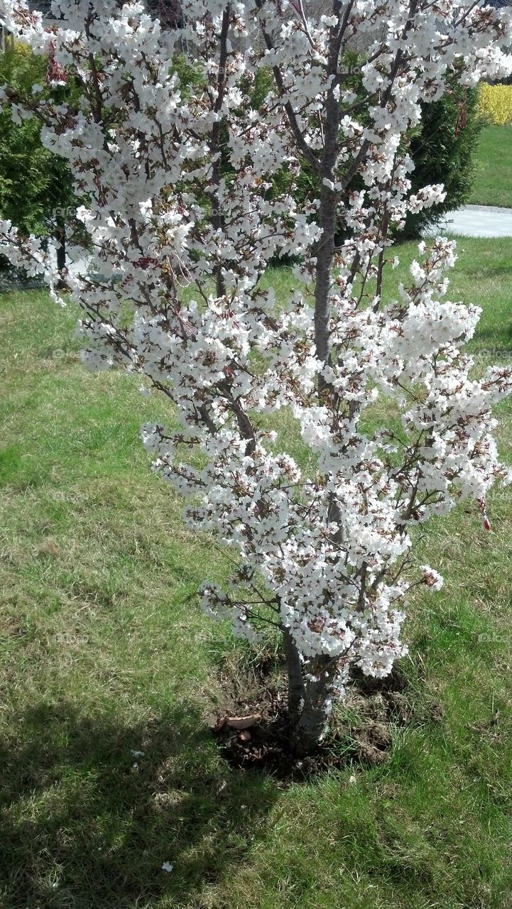 Blooming tree