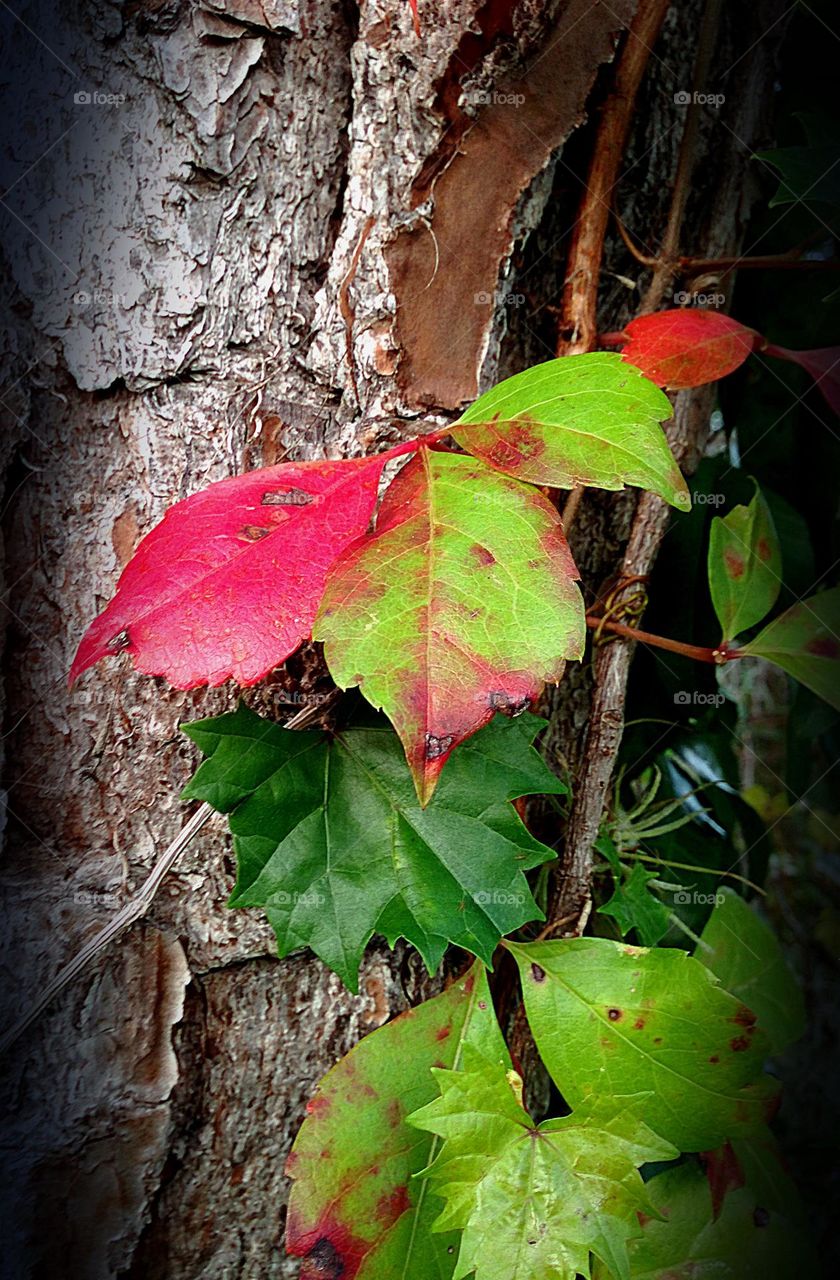 The Virginia Creeper vine changes to Autumn colors in the Deep South. The vine is rich with berries for migrating birds.