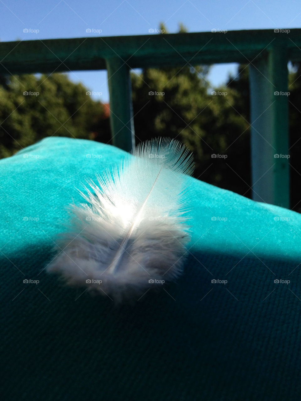 white sunny bird feather by cabday