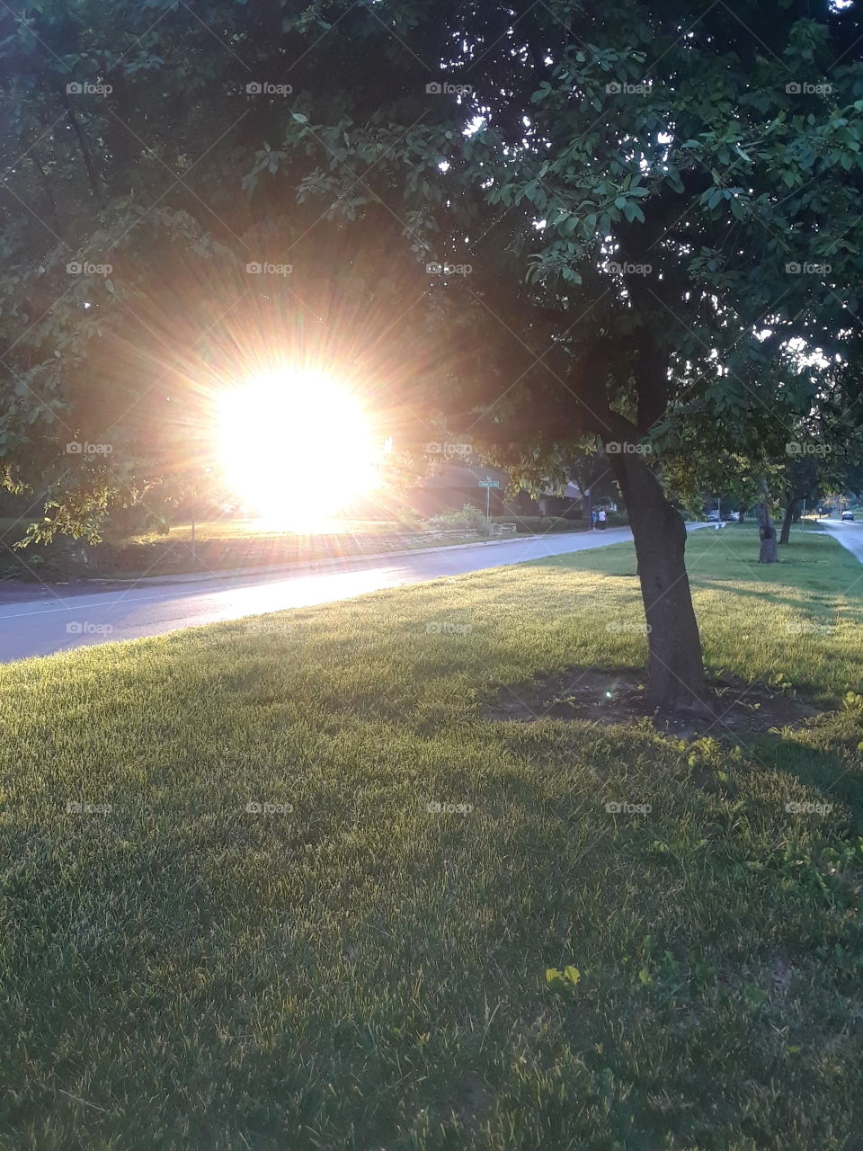 sun rise through the trees