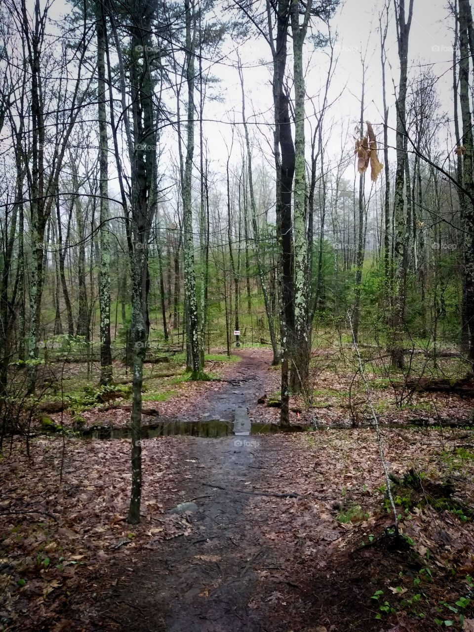 Creepy woods