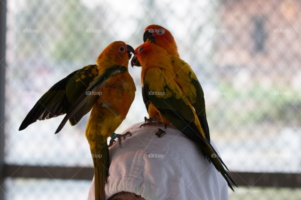 Bird, Parrot, Wildlife, Feather, Nature