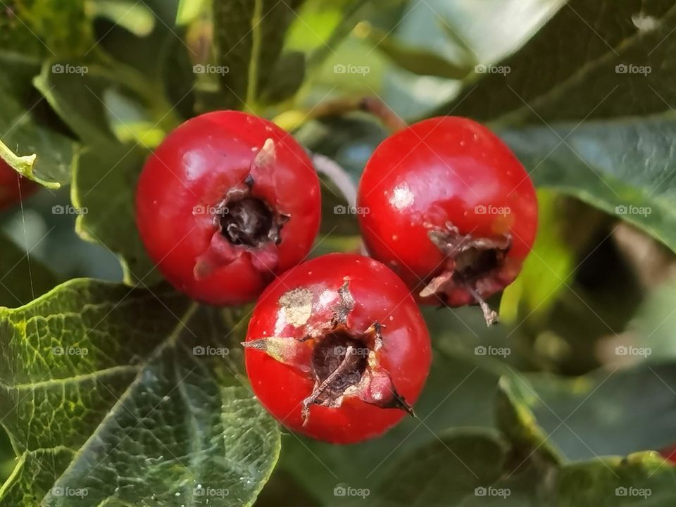 red berries