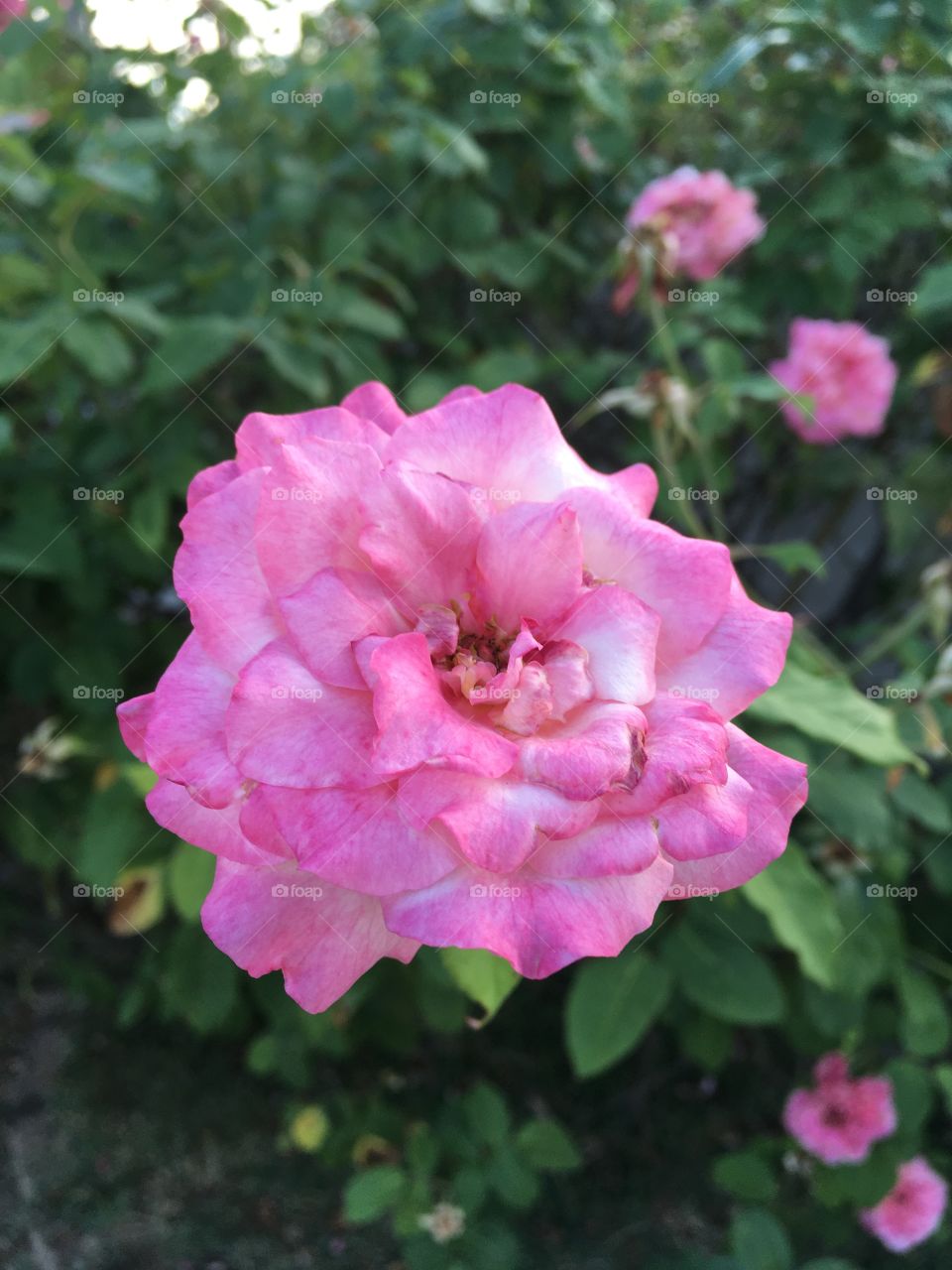 Very beautiful flowers to brighten and inspire our day. Cheer the nature! / Flores muito bonitas para alegrar e inspirar o nosso dia. Viva a natureza!