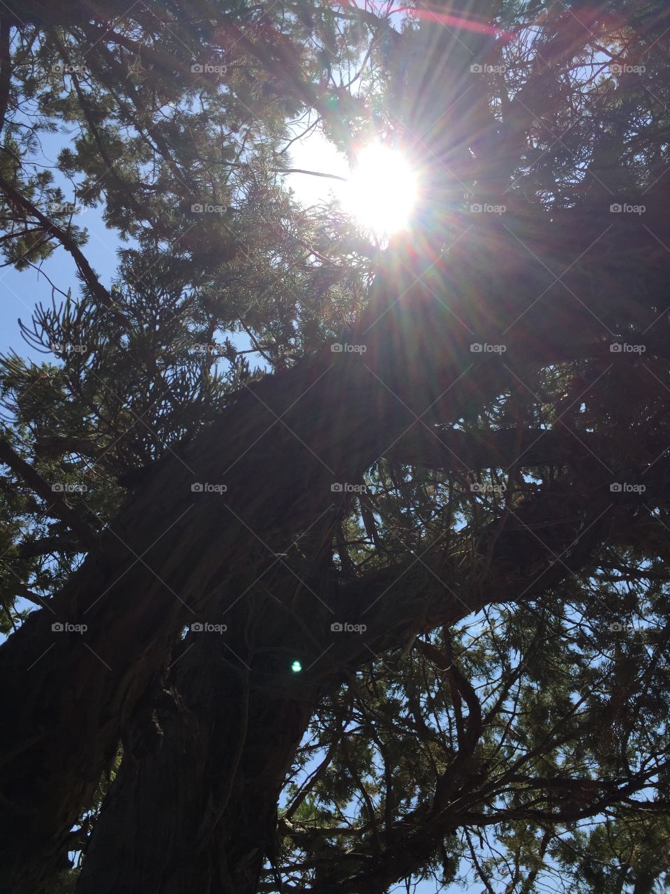 Sequoia backlit 