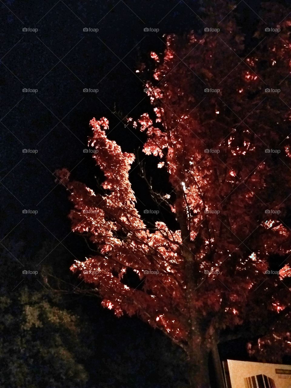 tree at night