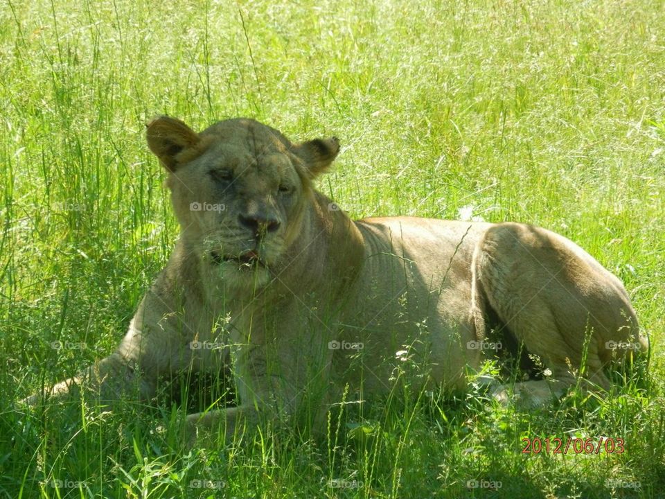 lion in grass