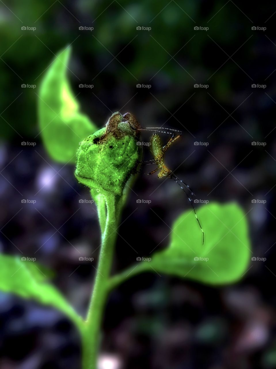 Golden Bloomed Grey Longhorn Beetle 