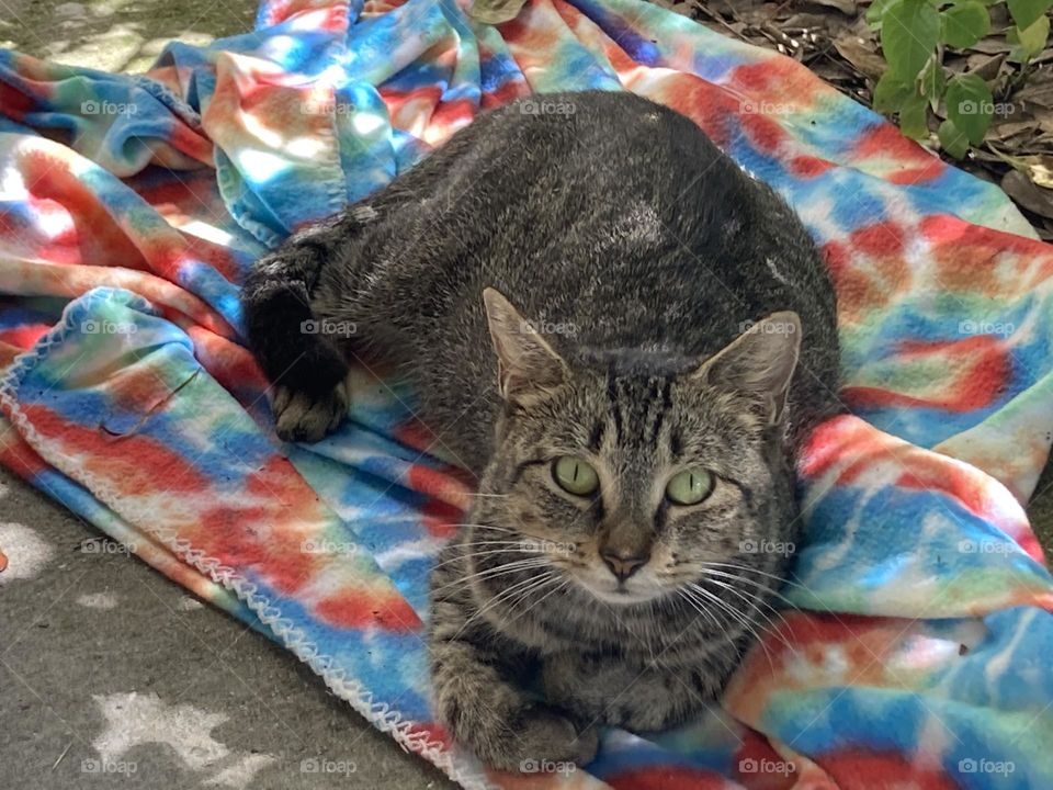 Mommy cat on a rainbow blanket 