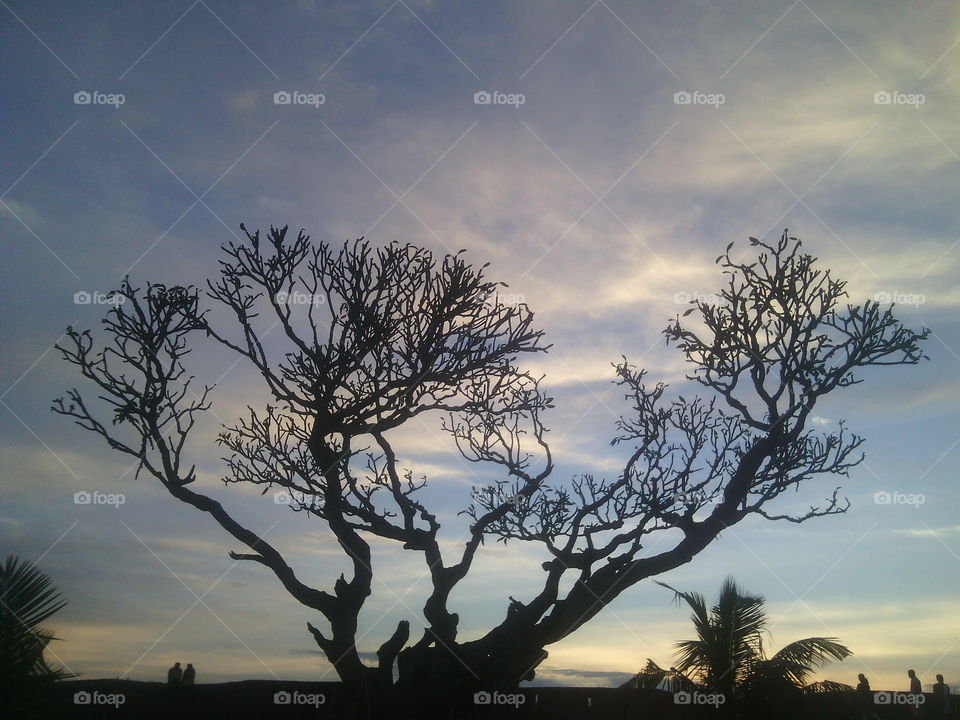 big tree sunset view
