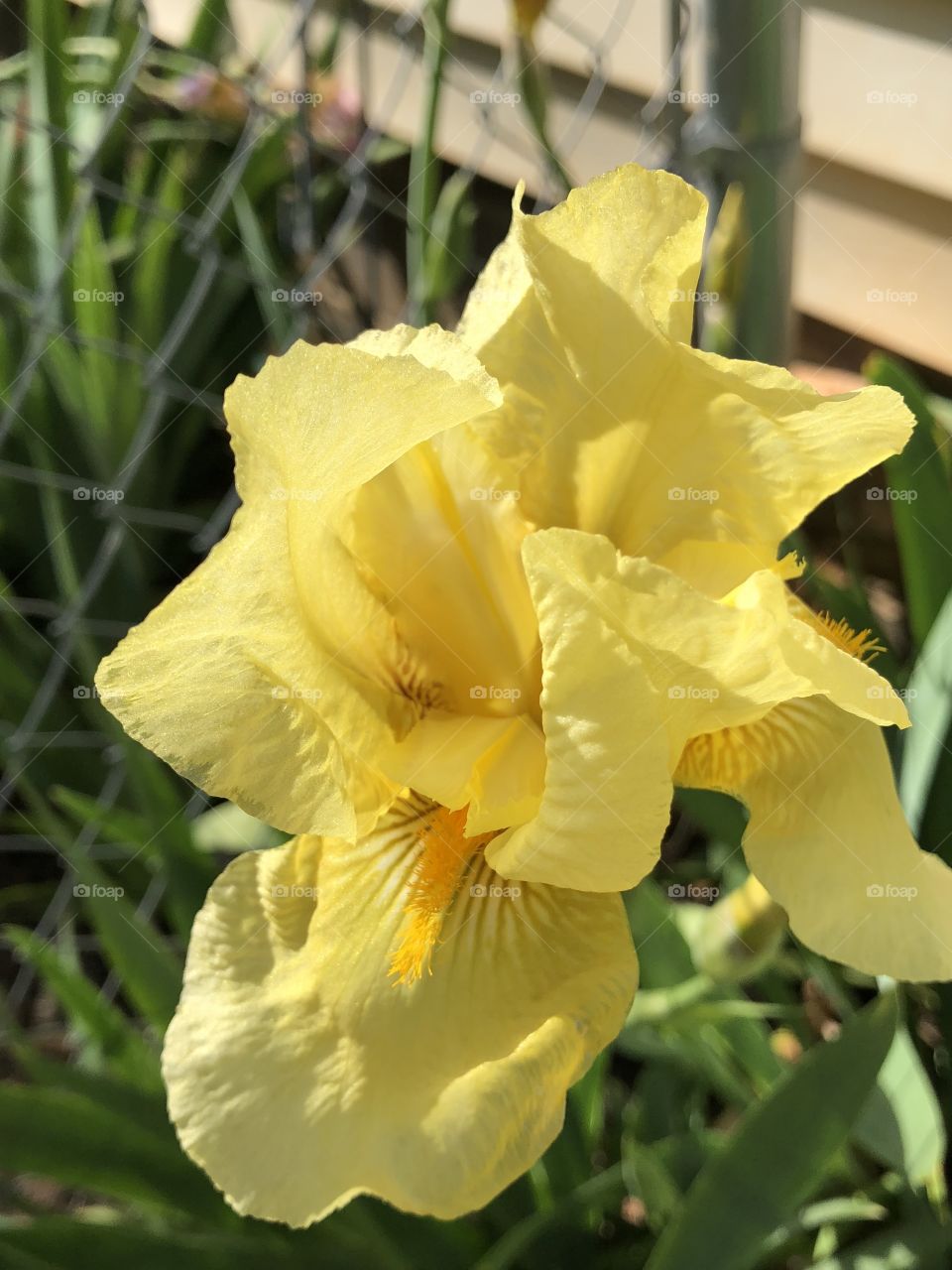 Yellow Iris