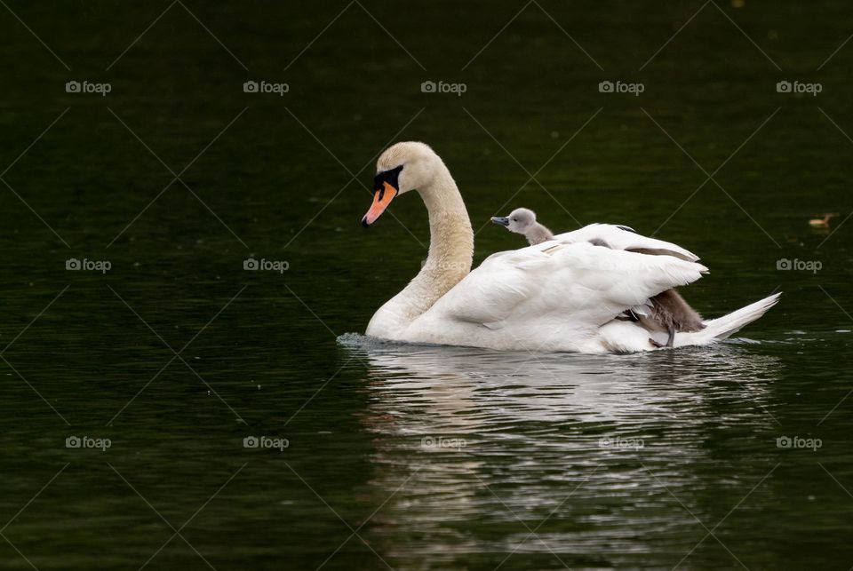 Spring is when mama swan carries loads of babies on her back to help them against the current.