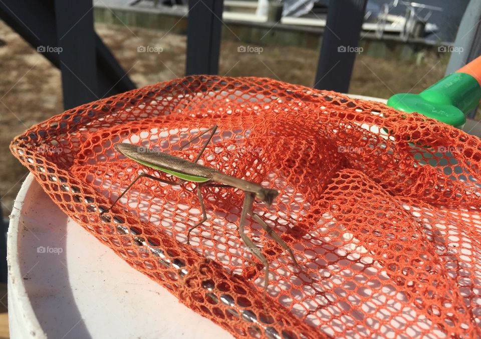 Praying mantis on fishing net