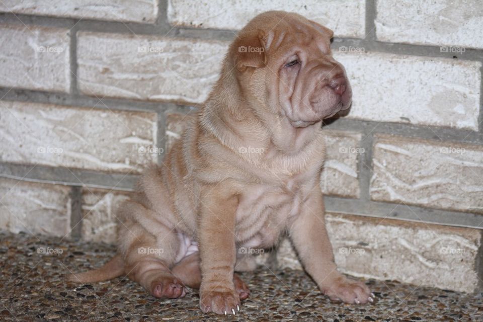 Sharpei Puppy