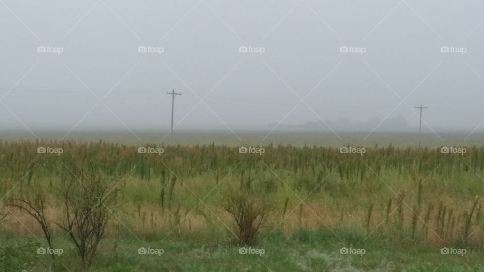 Foggy Plains