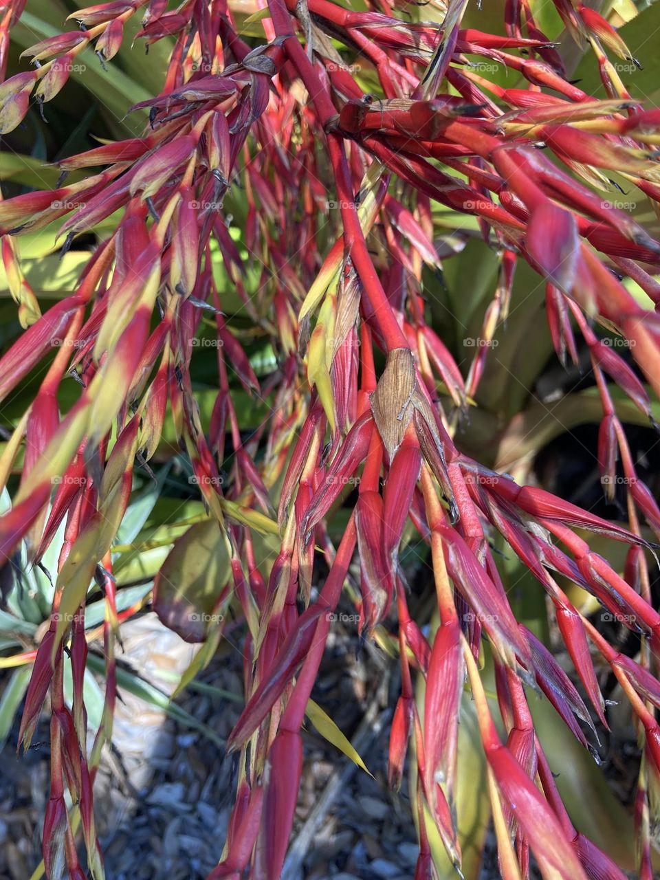 Beautiful fruiting plant