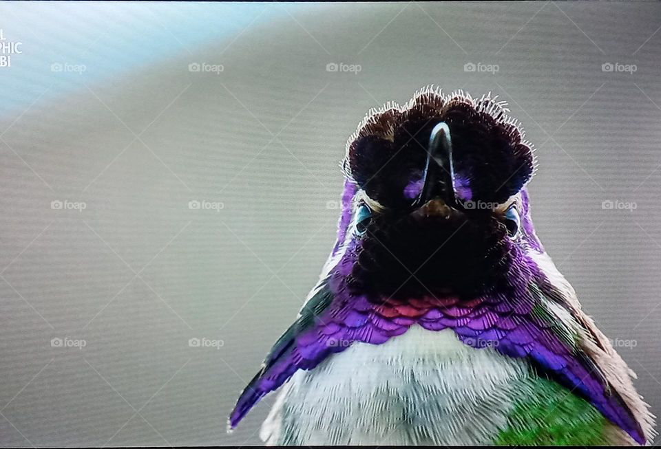 one beautiful bird photography