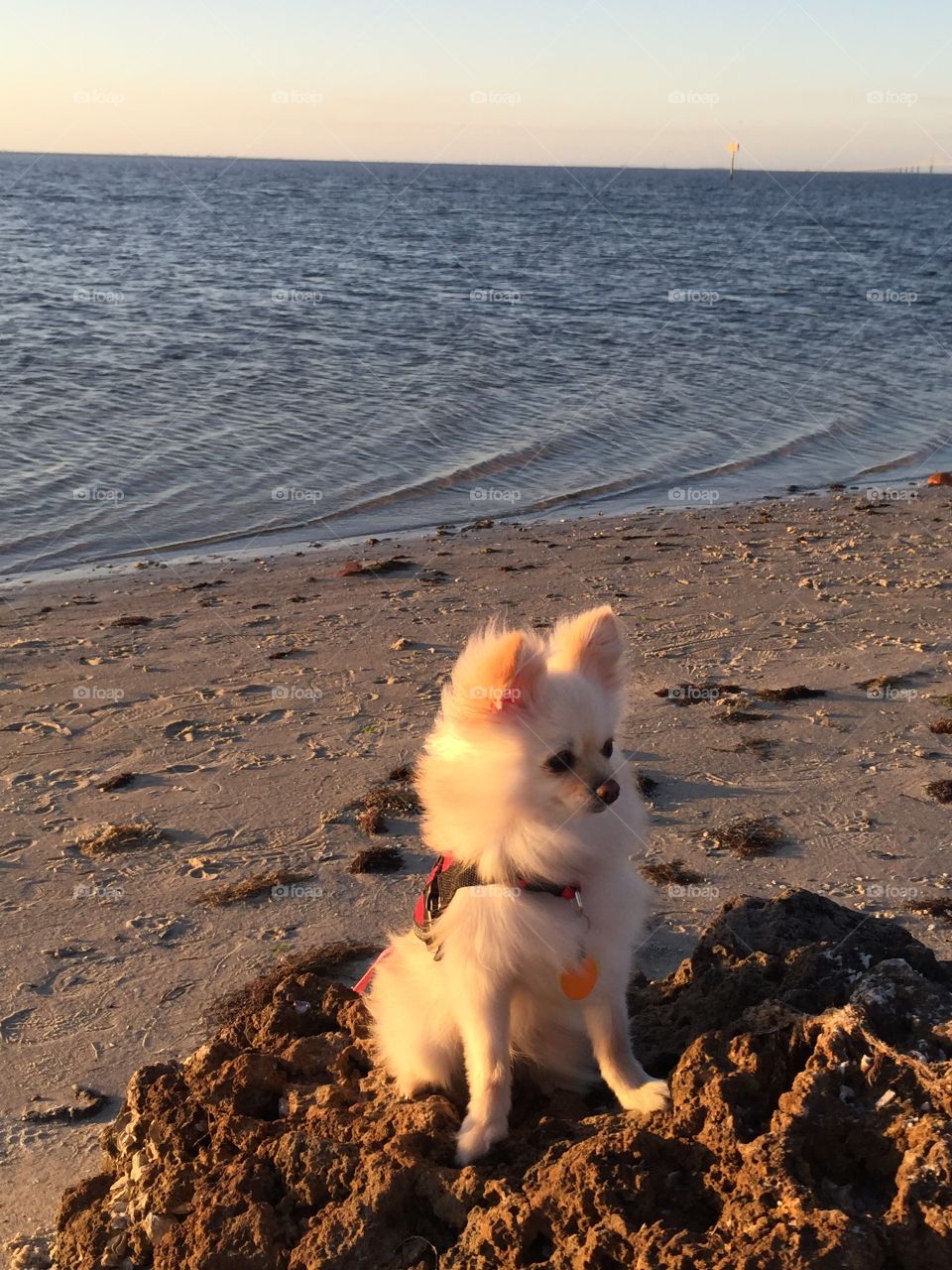 Chloe on the beach