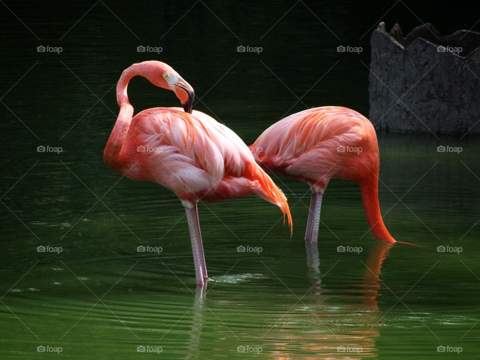 Flamingos