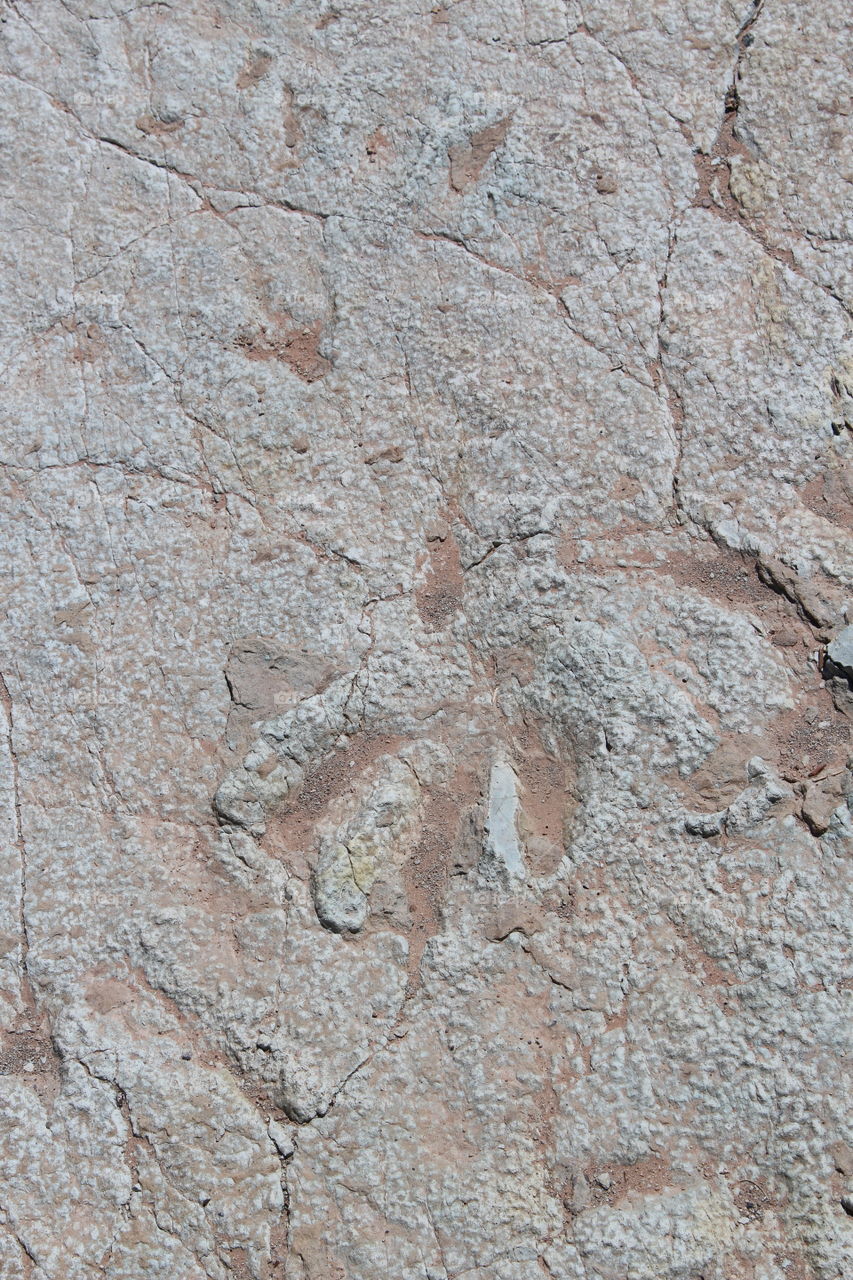 dromaeosaur track