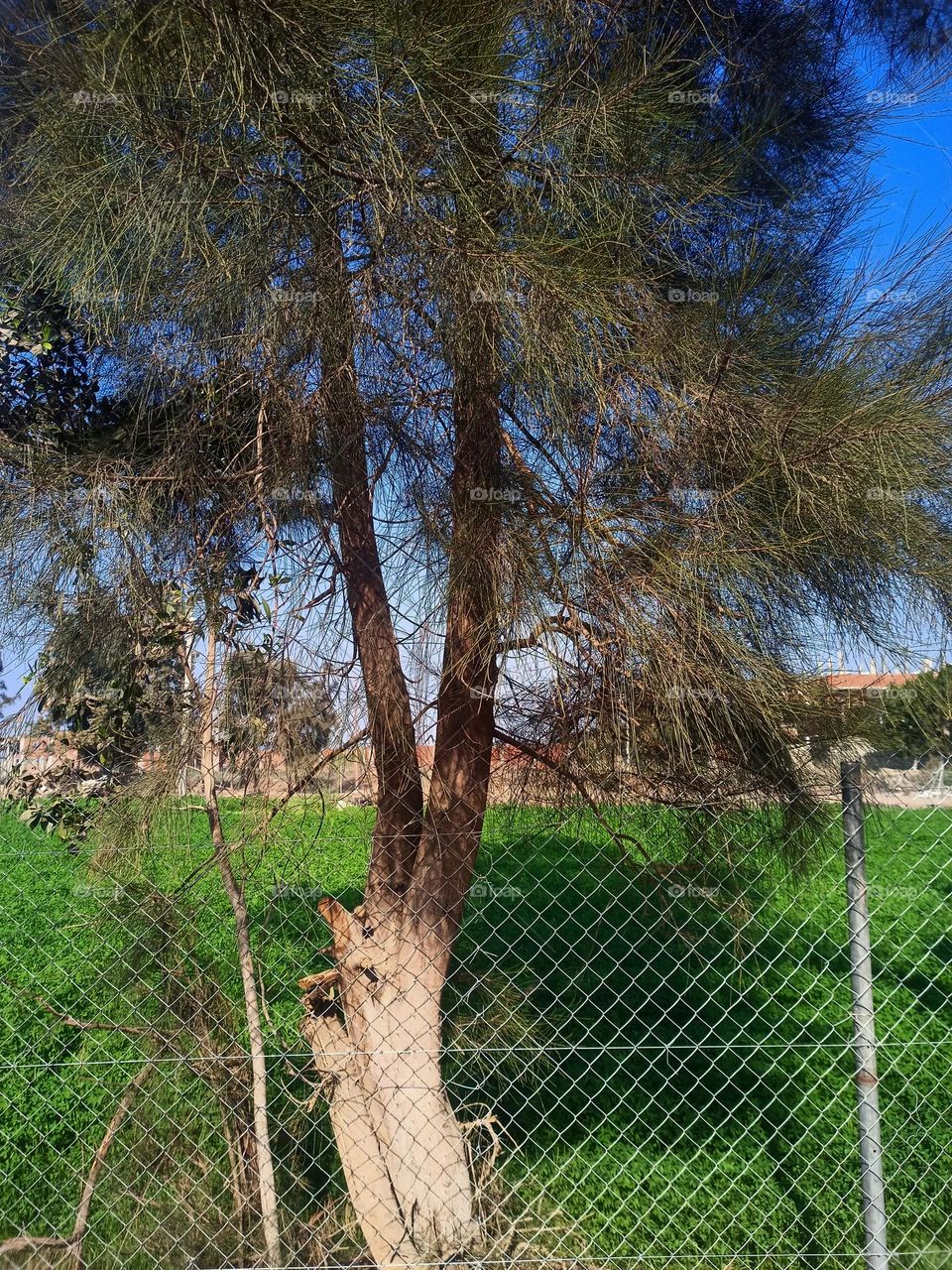 open your eyes 👀 very fantastic 😊 sky ❤️ tree 🌴🌲 with grass 😉