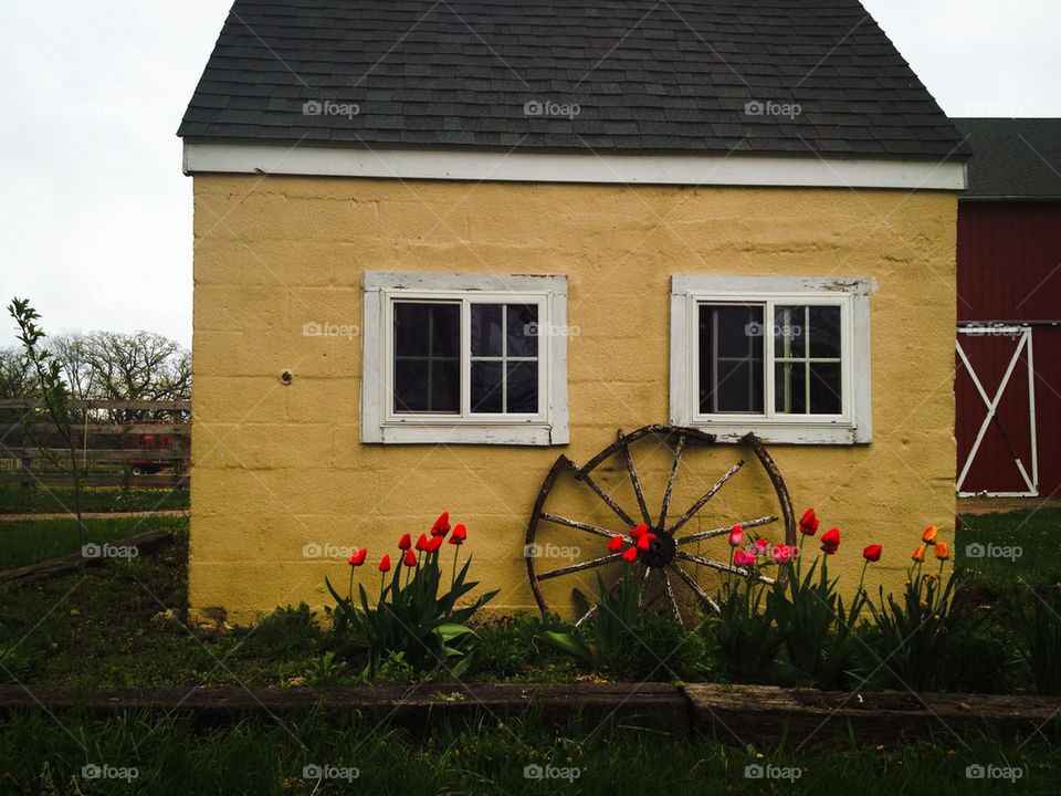 Yellow Shed