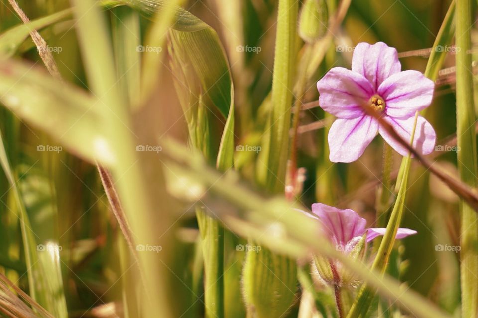 Flowers in the Tiny World